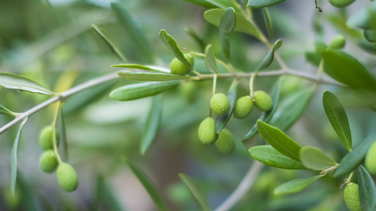 おしゃれ植栽・シンボルツリー おすすめ10選