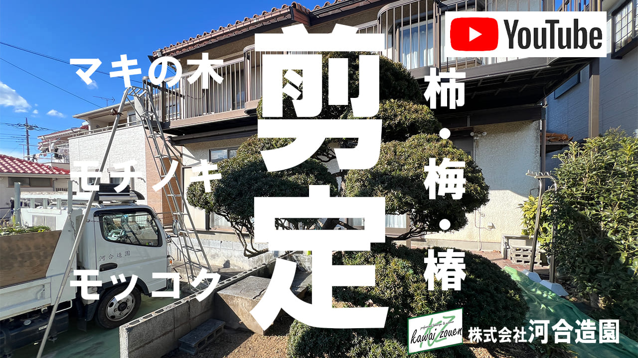 埼玉県越谷市 造園メンテナンス（モチノキ・モッコク・槙の木等の剪定）