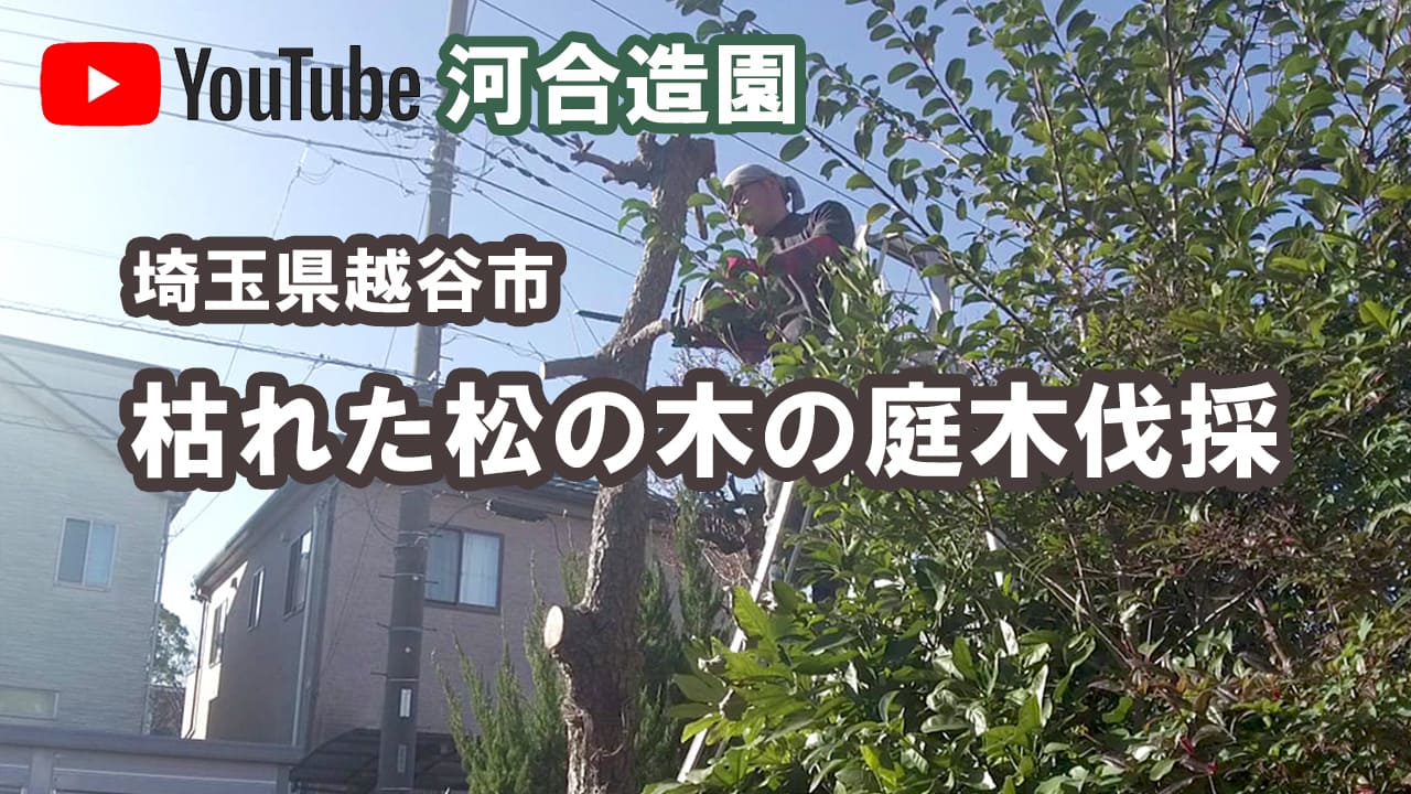 埼玉県越谷市埼玉県越谷市 枯れた松の木の庭木伐採