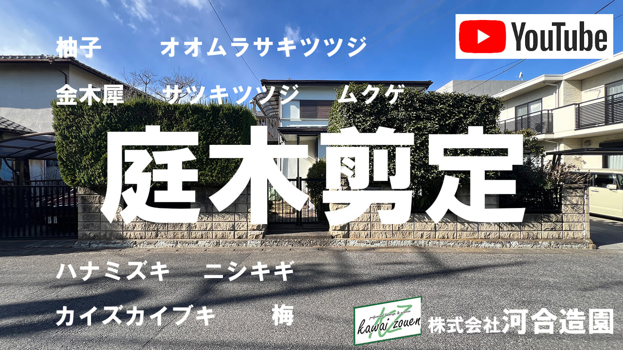 埼玉県川口市 庭木剪定（金木犀・ハナミズキ・梅・ツツジ・カイズカイブキなど）