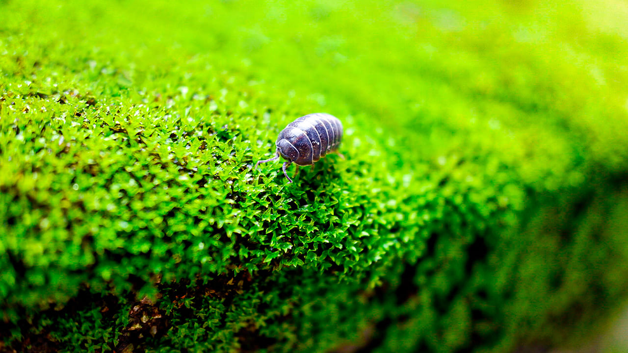 insect