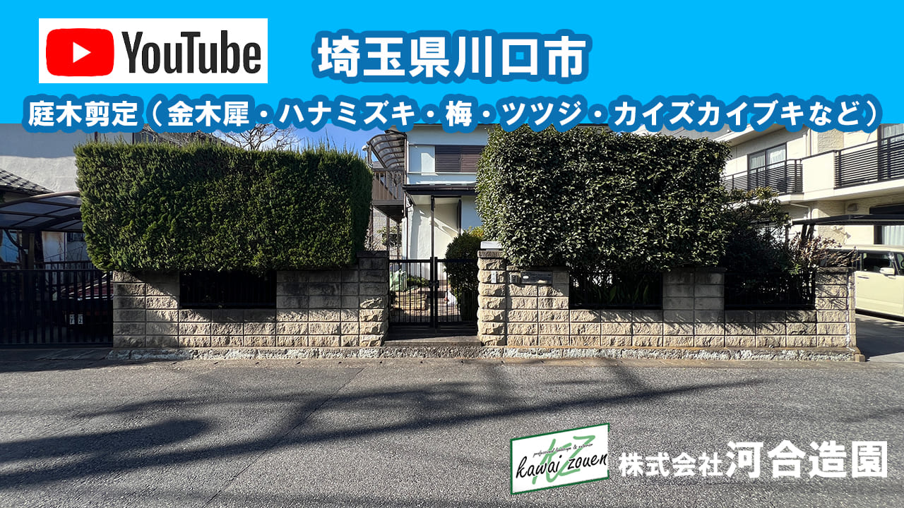 埼玉県川口市 庭木剪定（金木犀・ハナミズキ・梅・ツツジ・カイズカイブキなど）