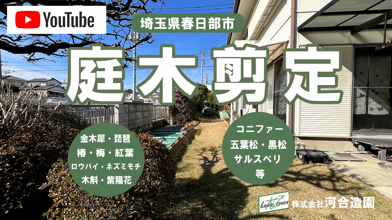 埼玉県春日部市 庭木剪定（ロウバイ・五葉松・モチノキ等）造園メンテナンス
