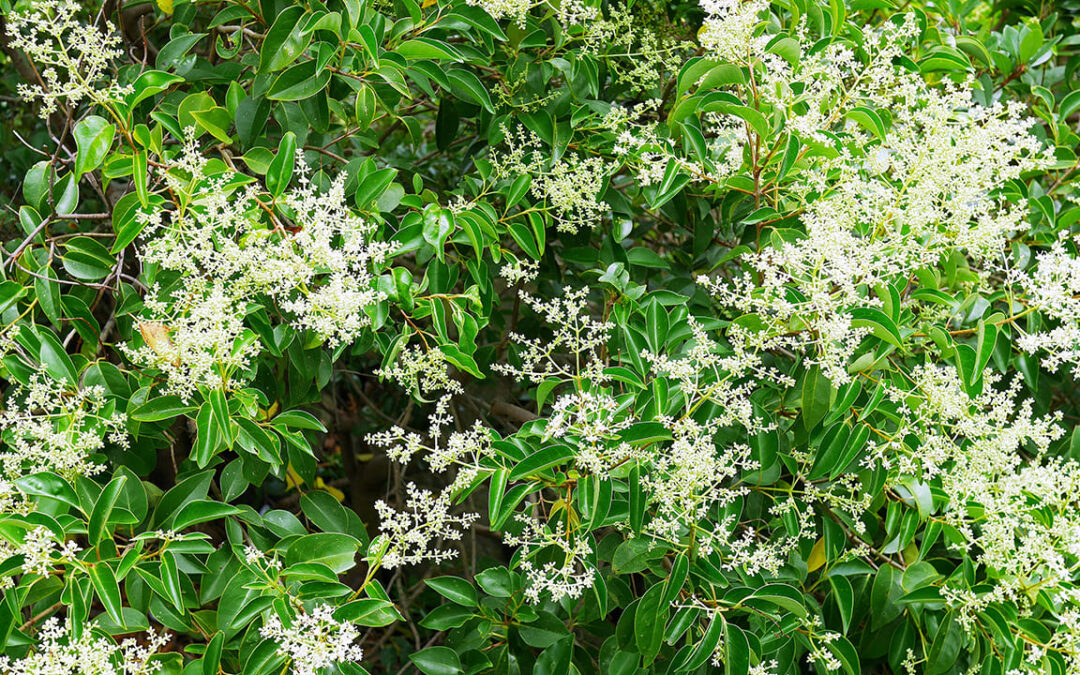 シマトネリコの剪定完全ガイド 時期・仕方・図解まで徹底解説！