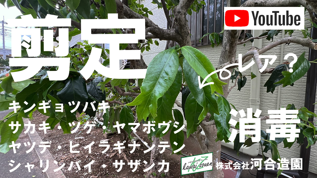 埼玉県さいたま市岩槻区 庭木剪定（キンギョバツバキ・サカキ・カシワ・ツゲなど）