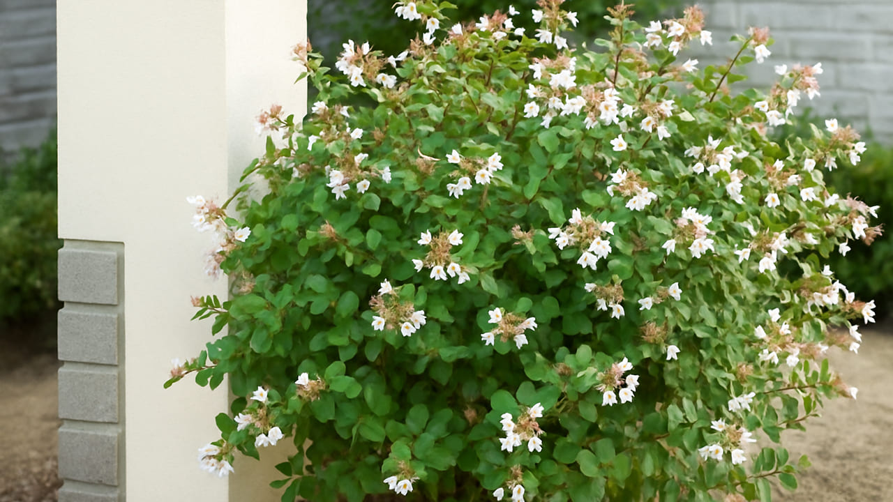 gatepost-abelia