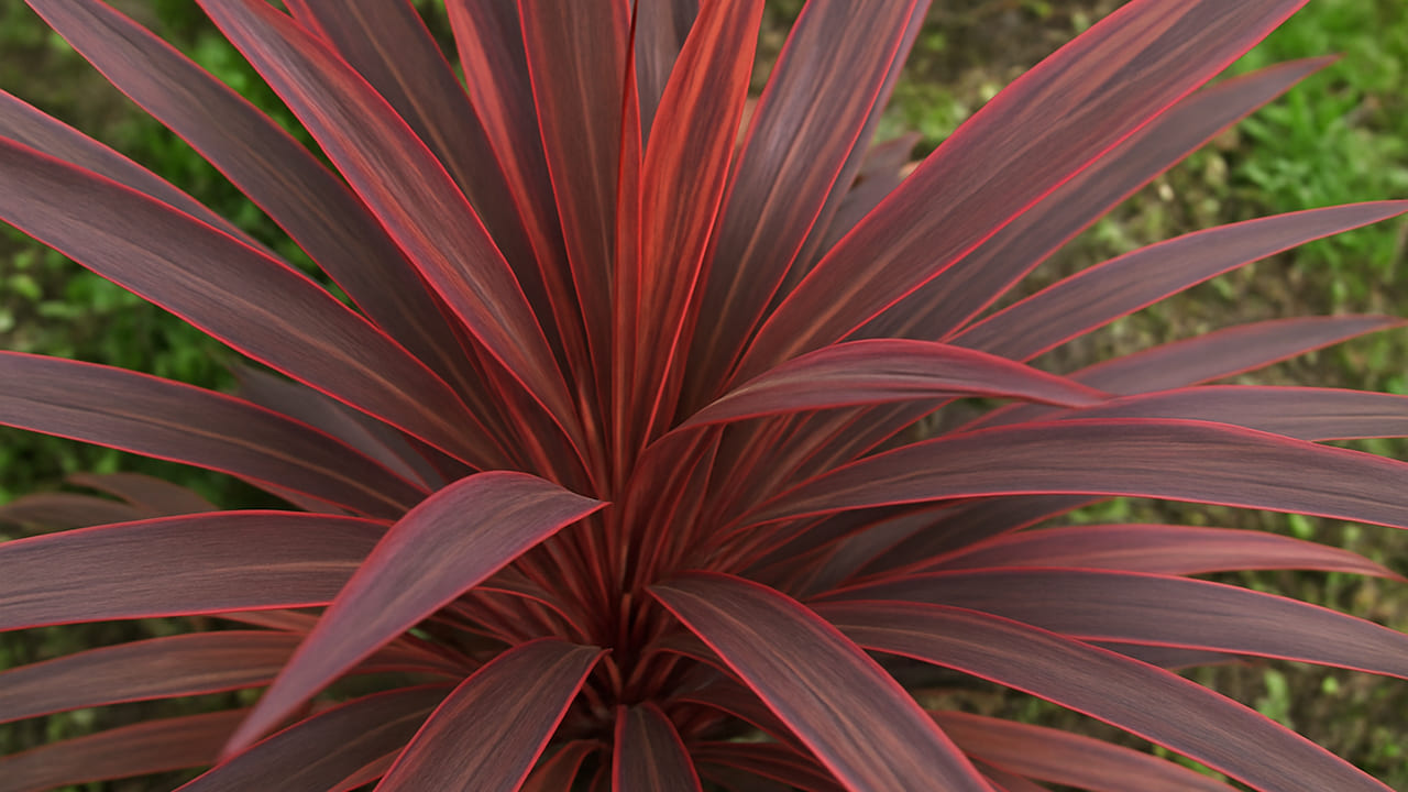postgate-cordyline
