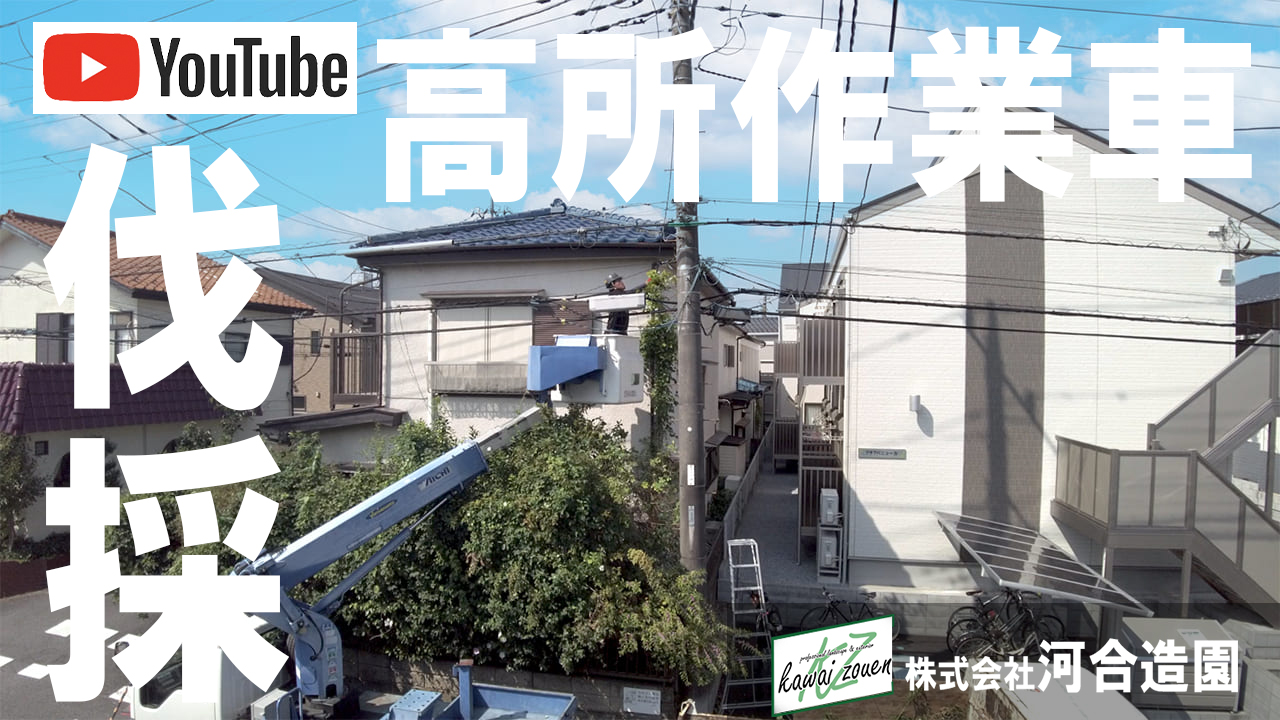 埼玉県草加市 高所作業車を使った特殊伐採