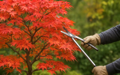 庭木のもみじ剪定|紅葉を美しく保つための正しい時期と方法
