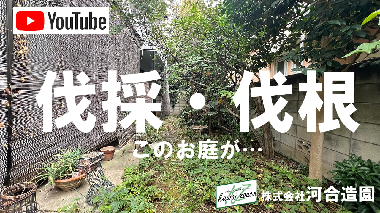 埼玉県川口市 お庭の植栽を伐採・伐根
