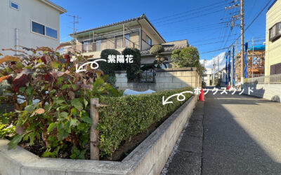 埼玉県さいたま市 庭木剪定(紅葉・マキ・金木犀・椿・ササンカ・木斛など)