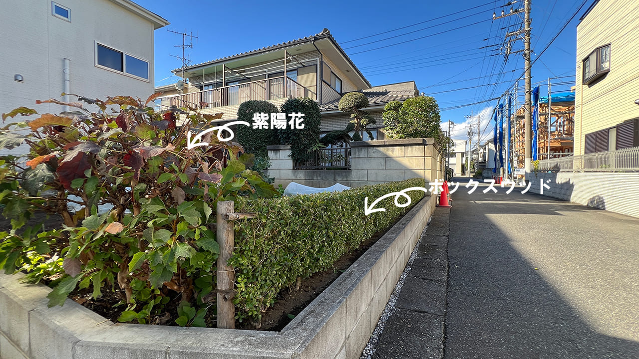 埼玉県さいたま市 庭木剪定(紅葉・マキ・金木犀・椿・ササンカ・木斛など)