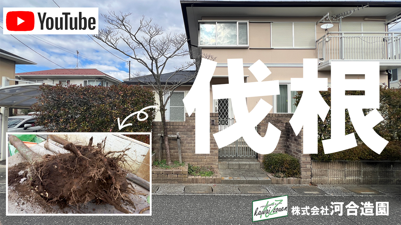 埼玉県加須市 庭木伐根+駐車場を2台用に拡張