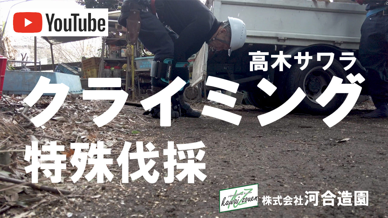 埼玉県さいたま市緑区 特殊伐採 施設の高木をクライミング技術で伐採