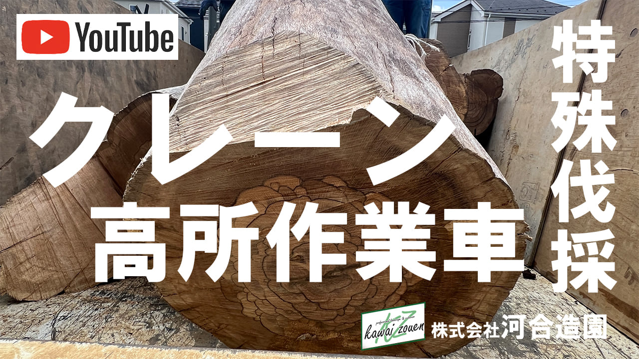 埼玉県さいたま市緑区 特殊伐採 施設の高木をクライミング+クレーン伐採