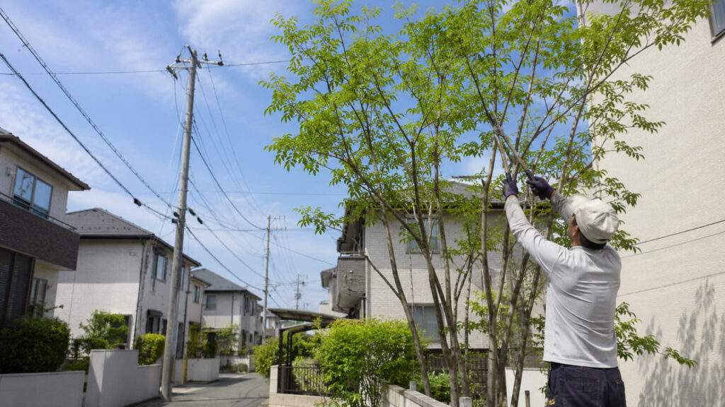 アオダモを剪定するメリット　高さをコントロールできる