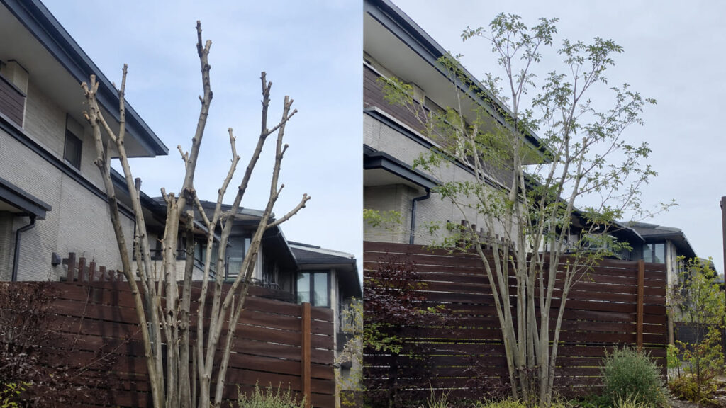 アオダモ剪定のデメリット　一度失敗すると修正に数年かかる